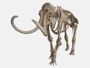  animal skeleton;?>